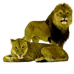 Hic sunt leones !